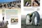 Preview: Entdecke die Pinguine